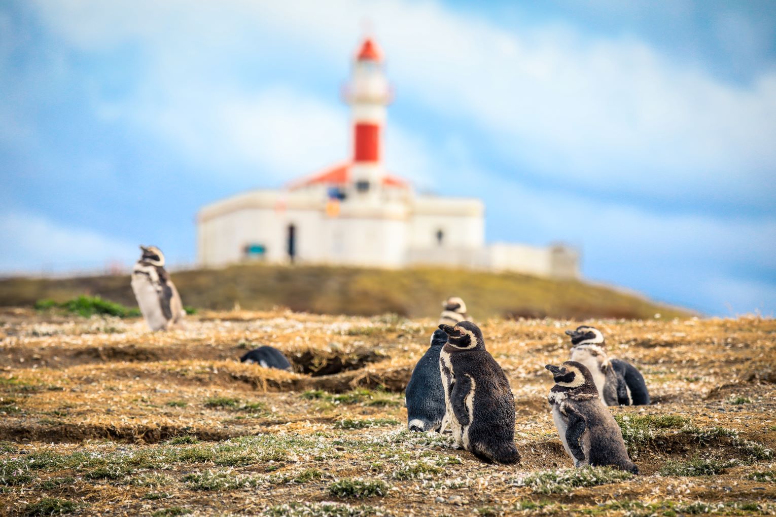 Isla Magdalena Pinguini Magellano - Cile - Tuttaltromondo