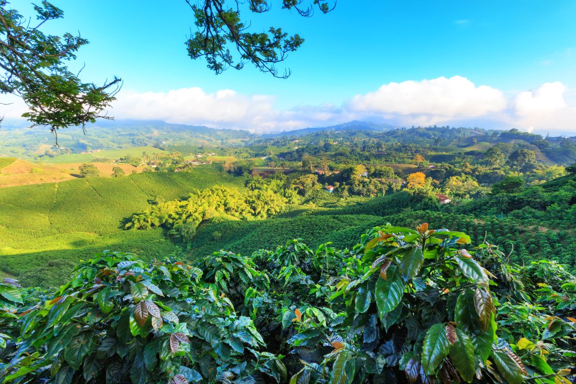 Colombia - piantagione caffè - Tuttaltromondo