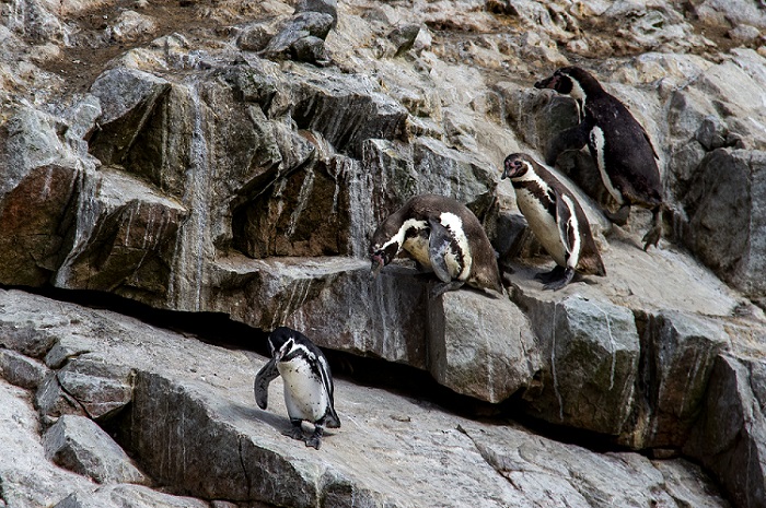PINGUINI ISOLE BALLESTAS  - Perù - Tuttaltromondo