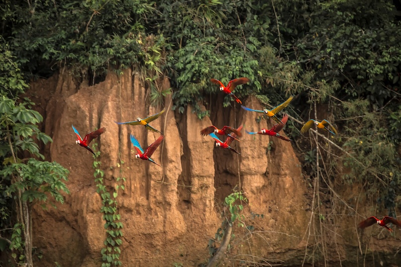 Perù - Amazzonia - pappagalli - Tuttaltromondo