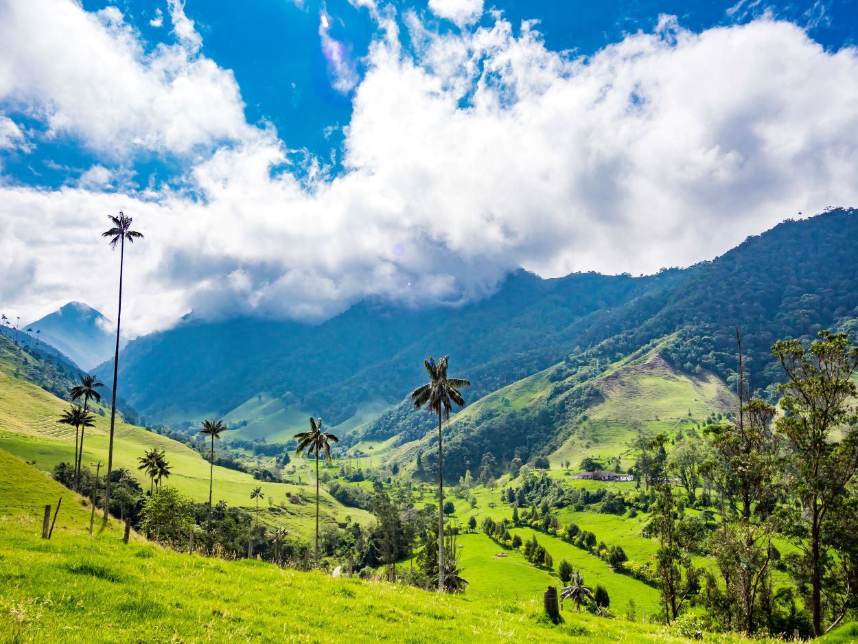 Colombia - Valle Cocora - Tuttaltromondo