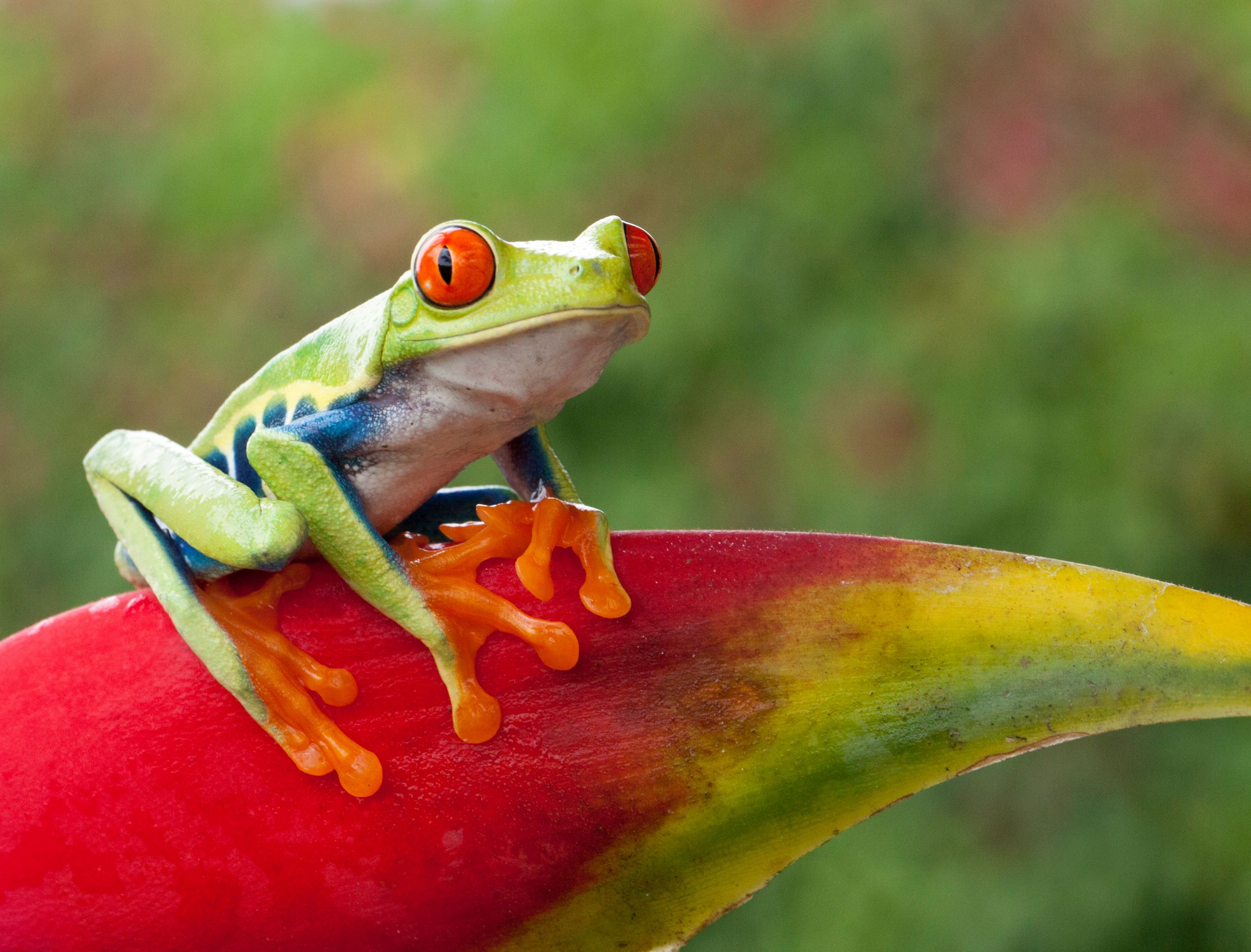 RED EYE TREE FROG COSTA RICA TAM