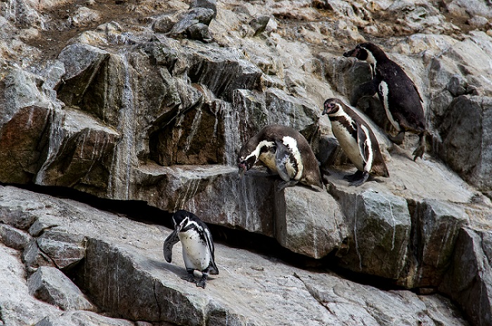 Pinguini Isole Ballestas